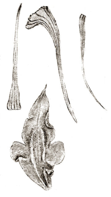 Dendrobium janowskyi