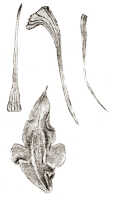 Dendrobium janowskyi: Dendrobium janowskyi J.J.Sm., drawing J.J. Smith, based on Janowsky 73