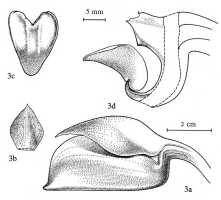 Bulbophyllum orthosepalum: Bulbophyllum orthosepalum J.J.Verm., Blumea 38 (1993) 145, fig. 3, J.J. Vermeulen, drawing, plant habit and flower analysis, based on Jongejan cult. 414 (holo L)