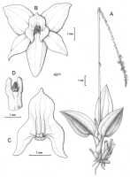 Crepidium vanroyenii: Crepidium vanroyenii (Szlach., & Marg.) Schuit. & de Vogel (as Pseudoliparis vanroyenii Szlach. & Marg.). Drawing by Szlachetko in Adansonia 21 (1999) 282 ('van-royenii')