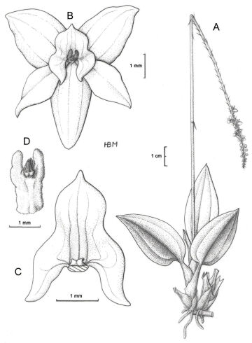 Crepidium vanroyenii