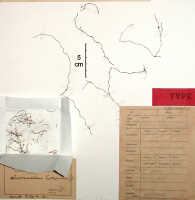 Octarrhena latipetala: Octarrhena latipetala (J.J.Sm.) Schuit., as Chitonanthera latipetala J.J.Sm., herbarium sheet, Janowsky 311 (holotype specimen BO)