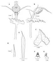 Corybas sagittatus: Corybas sagittatus S.P.Lyon, drawing by Stephany Lyon in Malesian Orchid J. 18 (2016) 87, fig. 5
