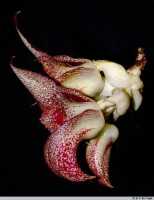 Bulbophyllum macrobulbum: Bulbophyllum macrobulbum J.J.Sm., inflorescence, view from the back, photo E.F. de Vogel, Leiden cult. 32052