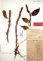Bulbophyllum xanthochlamys: Bulbophyllum unigibbum J.J.Sm., herbarium sheet, Gjellerup 1114 (holotype specimen BO)