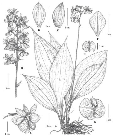 Calanthe takeuchii