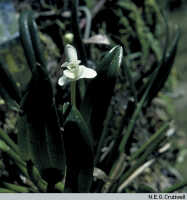 Dendrobium quinquelobum: Dendrobium quinquelobum (Schltr.) J.J.Sm., habit, photo N.E.G. Cruttwell, based on Cruttwell (11/84, PNG, Mt. Gahavisuka)