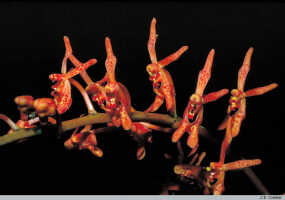 Renanthera edelfeldtii: Renanthera edelfeldtii F.Muell. & Kraenzl., inflorescence, photo J.B. Comber, from PNG, Sogeri