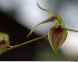 Bulbophyllum chloranthum: Bulbophyllum chloranthum Schltr., flower, oblique front view, photo E.F. de Vogel,