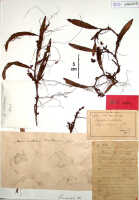 Mediocalcar versteegii: Mediocalcar versteegii J.J.Sm., herbarium sheet, Versteeg 1640 (holotype specimen BO)