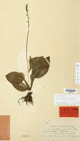 Crepidium leucodon: Crepidium leucodon (Schltr.) Szlach. (as Microstylis leucodon Schltr.), herbarium sheet, Schlechter 16732 (isotype specimen L)