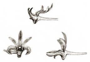 Dendrobium multistriatum: Dendrobium multistriatum J.J.Sm., drawing J.J. Smith, based on Bogor cult. (Exp. Lorentz, Djibdja 131) s.n.