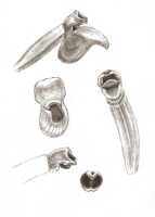 Glomera retusimentum: Glomera retusimentum J.J.Sm., drawing J.J. Smith, from Docters van Leeuwen 11335