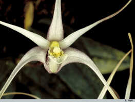 Dendrobium aratriferum: Dendrobium aratriferum J.J.Sm., flower, photo B. Kieft, based on Leiden cult. 32157