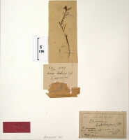 Glomera latilinguis: Glomera latilinguis J.J.Sm., herbarium sheet, Nouhuys, van s.n. (22-X-1909), syntype specimen (BO)