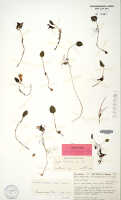 Corybas royenii: Corybas aundensis P.Royen, herbarium sheet, Balgooy, van 993, isotype specimen (L)