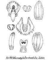 Crepidium xanthochilum: overview picture