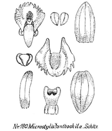 Crepidium xanthochilum