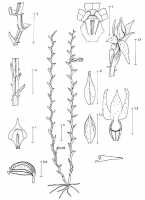 Taeniophyllum multiflorum: Taeniophyllum multiflorum ((Ridl.) Kocyan & Schuit. (as Microtatorchis multiflora Ridl.), drawing P. van Royen in Alp. Fl. New Guinea 2 (1979) 796, fig. 275