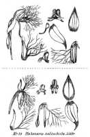 Habenaria polyschista: Habenaria polyschista Schltr., from Repert. Spec. Nov. Regni Veg. Beih. 21 (1923) t. 9, fig. 24