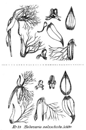 Habenaria polyschista