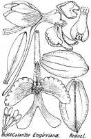 Calanthe triplicata: Calanthe engleriana Kraenzl., from Repert. Spec. Nov. Regni Veg. Beih. 21 (1923) t. 133, fig. 501
