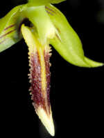 Bulbophyllum crocodilus: Bulbophyllum crocodilus J.J.Sm., column and lip, oblique lateral view, cult. Daawia Suhartawan s.n., photo Ed de Vogel, from Indonesia, Papua Prov., locality not known