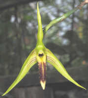 Bulbophyllum crocodilus: Bulbophyllum crocodilus J.J.Sm., flower, front view, cult. Daawia Suhartawan s.n., photo Ed de Vogel, from Indonesia, Papua Prov., locality not known