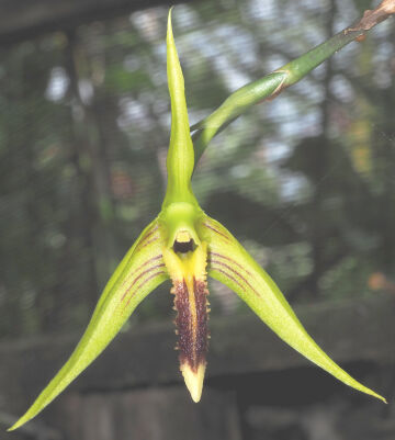 Bulbophyllum crocodilus