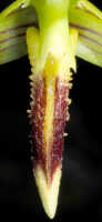 Bulbophyllum crocodilus: Bulbophyllum crocodilus J.J.Sm., column and lip, front view, cult. Daawia Suhartawan s.n., photo Ed de Vogel, from Indonesia, Papua Prov., locality not known