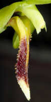 Bulbophyllum crocodilus: Bulbophyllum crocodilus J.J.Sm., column and lip, lateral view, cult. Daawia Suhartawan s.n., photo Ed de Vogel, from Indonesia, Papua Prov., locality not known