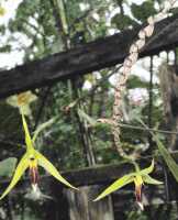 Bulbophyllum crocodilus: Bulbophyllum crocodilus J.J.Sm., inflorescences, cult. Daawia Suhartawan s.n., photo Ed de Vogel, from Indonesia, Papua Prov., locality not known