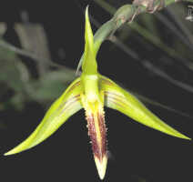 Bulbophyllum crocodilus: Bulbophyllum crocodilus J.J.Sm., flower, oblique front view, cult. Daawia Suhartawan s.n., photo Ed de Vogel, from Indonesia, Papua Prov., locality not known