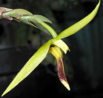 Bulbophyllum crocodilus: Bulbophyllum crocodilus J.J.Sm., flower, lateral view, cult. Daawia Suhartawan s.n., photo Ed de Vogel, from Indonesia, Papua Prov., locality not known