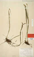 Liparis apiculata: Liparis apiculata Schltr., herbarium sheet, Schlechter 16552 (isotype specimen L)