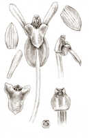 Liparis arrigens: Liparis arrigens J.J.Sm., floral analysis, drawing J.J. Smith, based on Docters van Leeuwen 10524