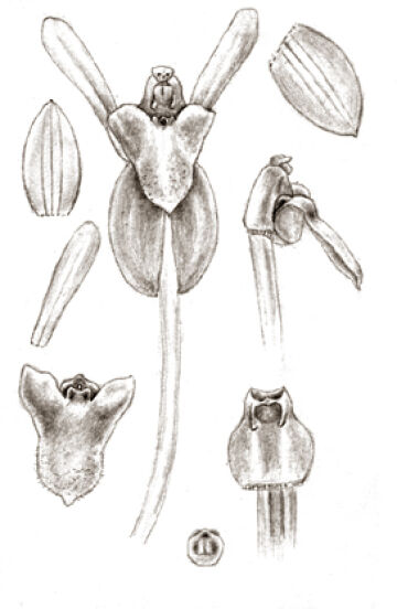 Liparis arrigens