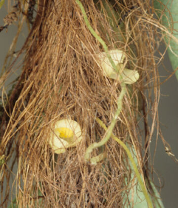Bulbophyllum fibristectum