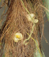 Bulbophyllum fibristectum: Overview picture of Bulbophyllum fibristectum J.J.Verm.