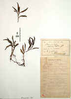 Crepidium undulatum: Crepidium undulatum (Schltr.) Szlach. (as Microstylis heliophoba J.J.Sm.), herbarium sheet, Gjellerup 865 (holotype specimen BO)
