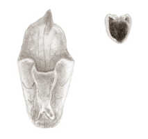 Mediocalcar versteegii: Mediocalcar versteegii J.J.Sm., lip and anther, drawing J.J. Smith, based on Mayr 534