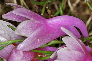 Dendrobium aurantiroseum: Dendrobium aurantiroseum P.Royen ex T.M.Reeve, flower, lateral view, photo Jon Cara, from Papua New Guinea, Chimbu Prov.