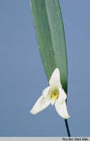 Dendrobium centrale: Dendrobium centrale J.J.Sm. & Summerh., flower, photo Roy. Bot. Gard. Edin., based on Edinburgh cult. 682597 (Woods 3349)