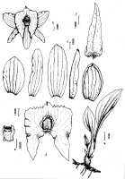 Crepidium megalanthum subsp..novoguineense: Crepidium megalanthum (Schltr.) Szlach. subsp.. novoguineense (Marg., Szlach. & Kubala) Marg., as Crepidium novoguineense Marg., Szlach. & Kubala, drawing Hanna Margonska in Die Orchidee 50 (1999) 511