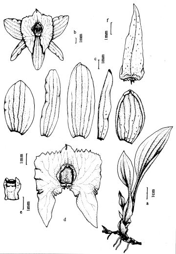 Crepidium megalanthum subsp..novoguineense