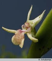Dendrobium arfakense: overview of Dendrobium arfakense J.J.Sm.