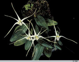 Dendrobium aratriferum: Dendrobium aratriferum J.J.Sm., habit, photo B. Kieft, based on Leiden cult. 32157