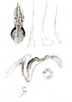 Dendrobium tortitepalum: Dendrobium tortitepalum J.J.Sm., drawing J.J. Smith, based on Bogor cult. 80