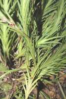Oxystophyllum atropurpureum: Oxystophyllum atropurpureum Blume, plant habit, cult. and photo by Reza Saputra, from Indonesia, Papua Barat Prov., Sorong City