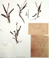 Crepidium dryadum: Crepidium dryadum (Schltr.) Szlach. (as Microstylis gibbosa J.J.Sm.), herbarium sheet, paratype specimen, Versteeg 1352 (paratype specimen BO)